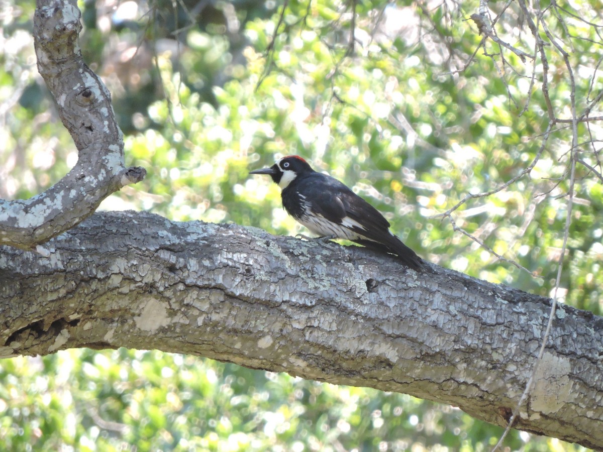 Acorn Woodpecker - Dawn Hovey