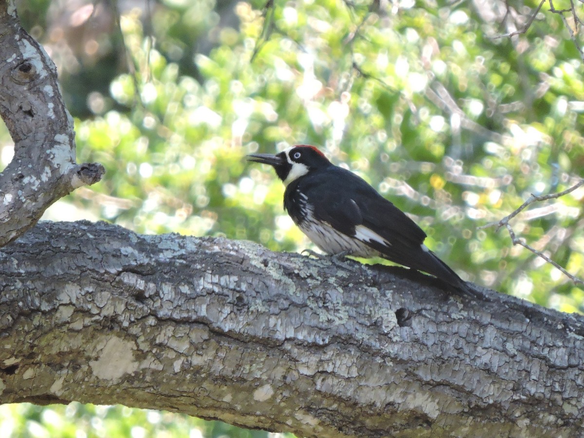 Acorn Woodpecker - ML600698481