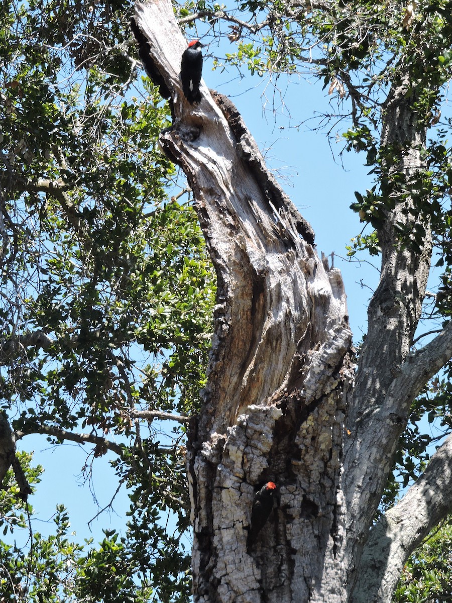 Acorn Woodpecker - ML600698501