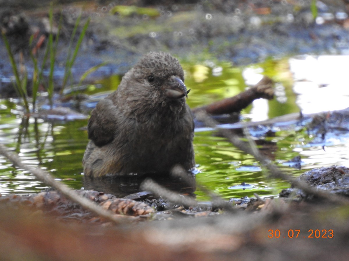 Red Crossbill - dave haupt