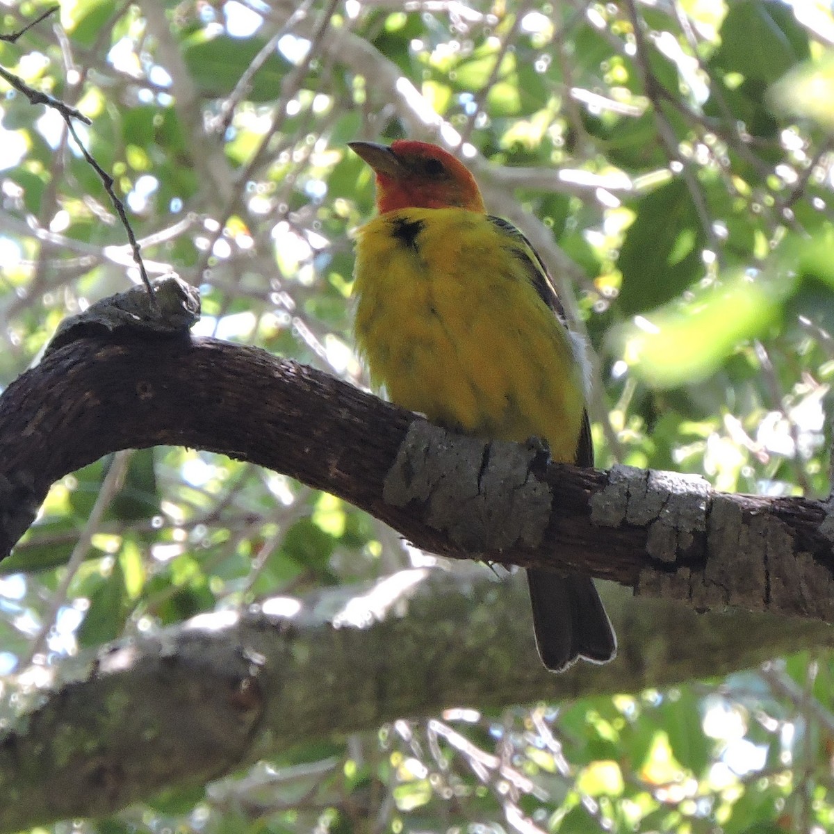 Western Tanager - ML600698701