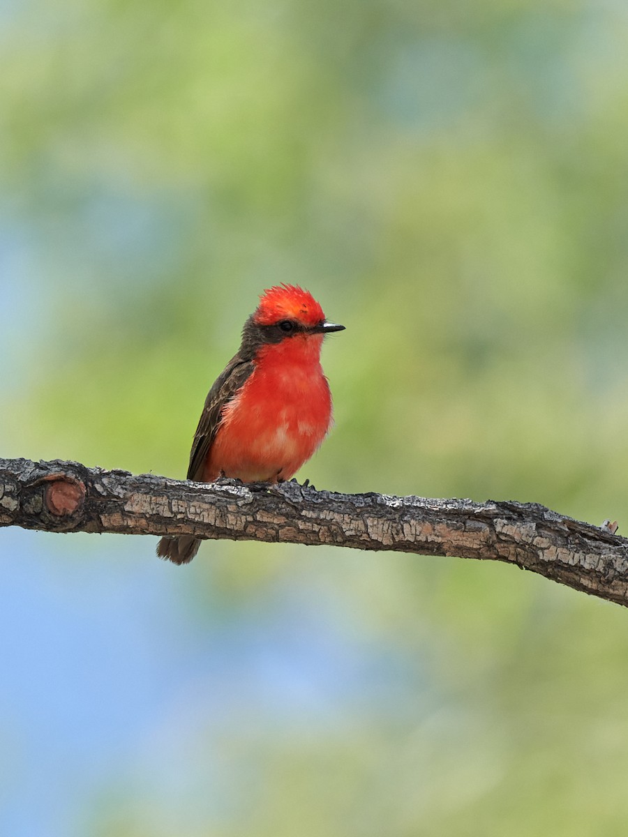 Vermilion Flycatcher - Barry Elkind