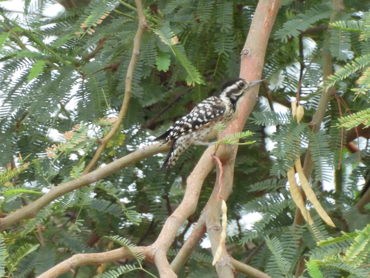 Ladder-backed Woodpecker - ML600699801
