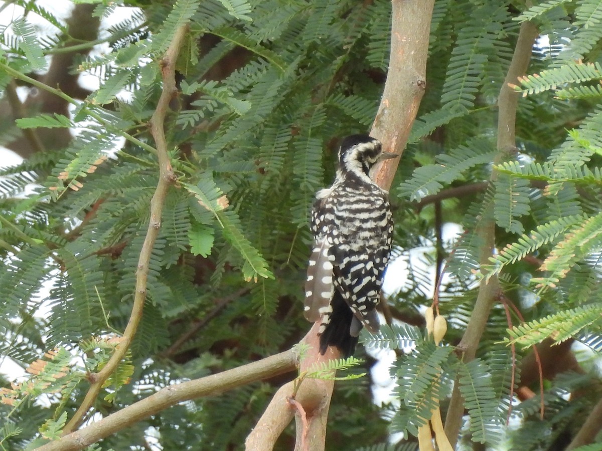 Ladder-backed Woodpecker - ML600700021