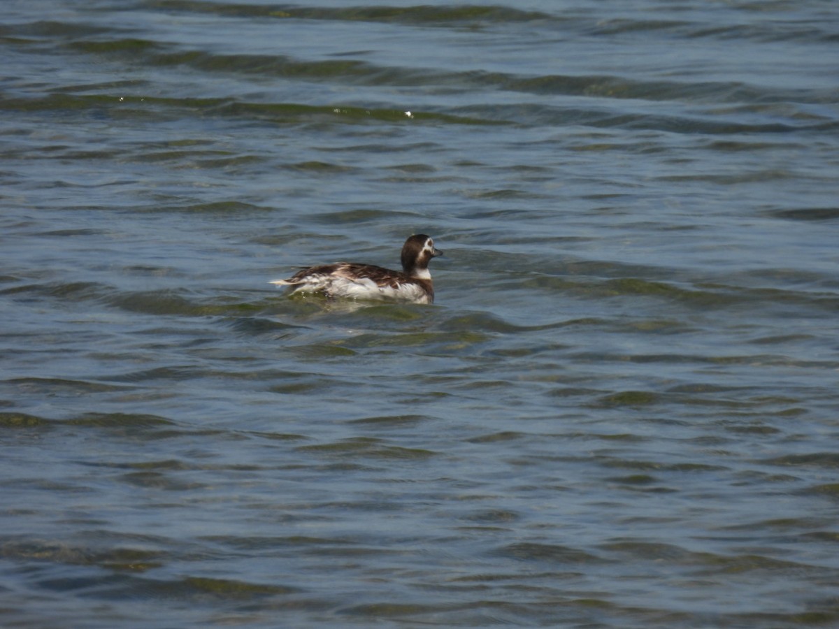 Long-tailed Duck - ML600700251