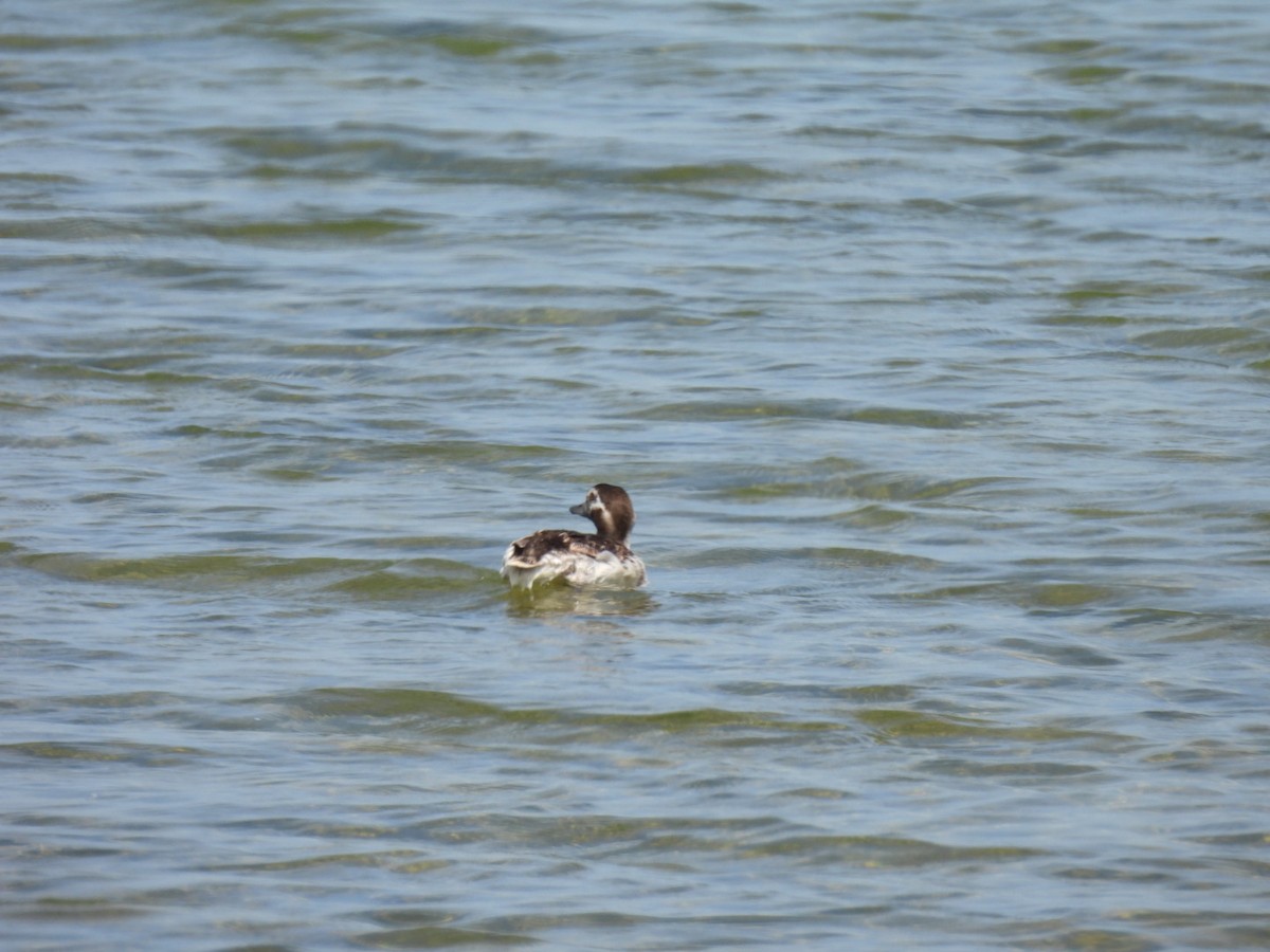 Long-tailed Duck - ML600700271