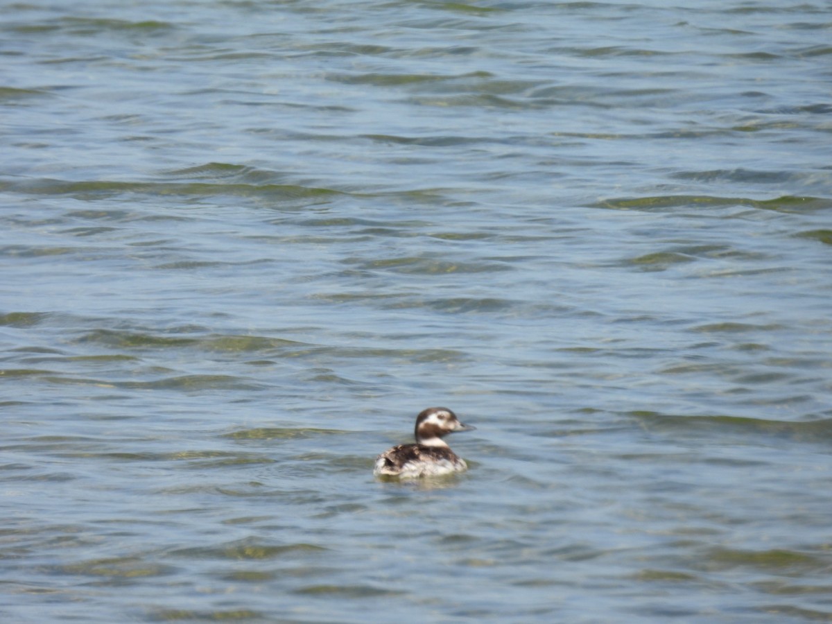 Long-tailed Duck - ML600700281