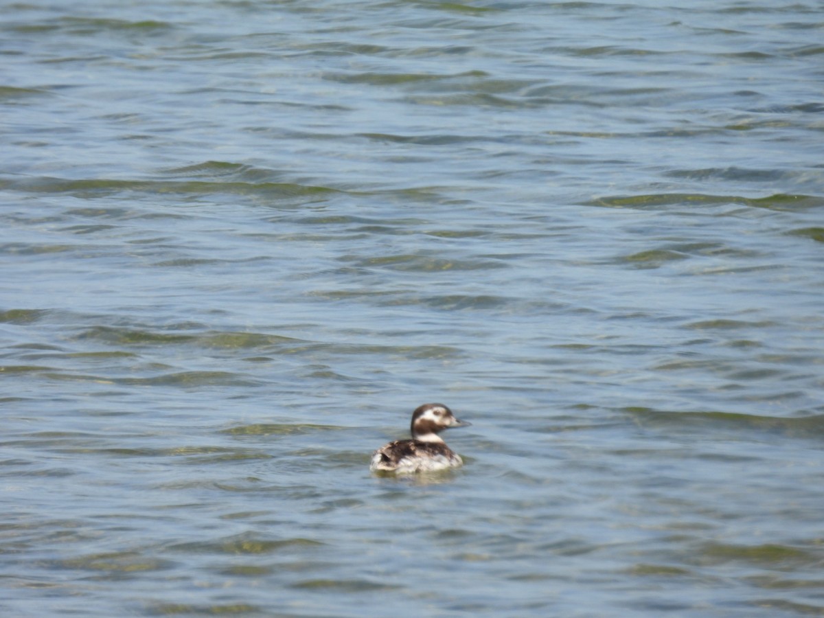 Long-tailed Duck - Vikki Jones