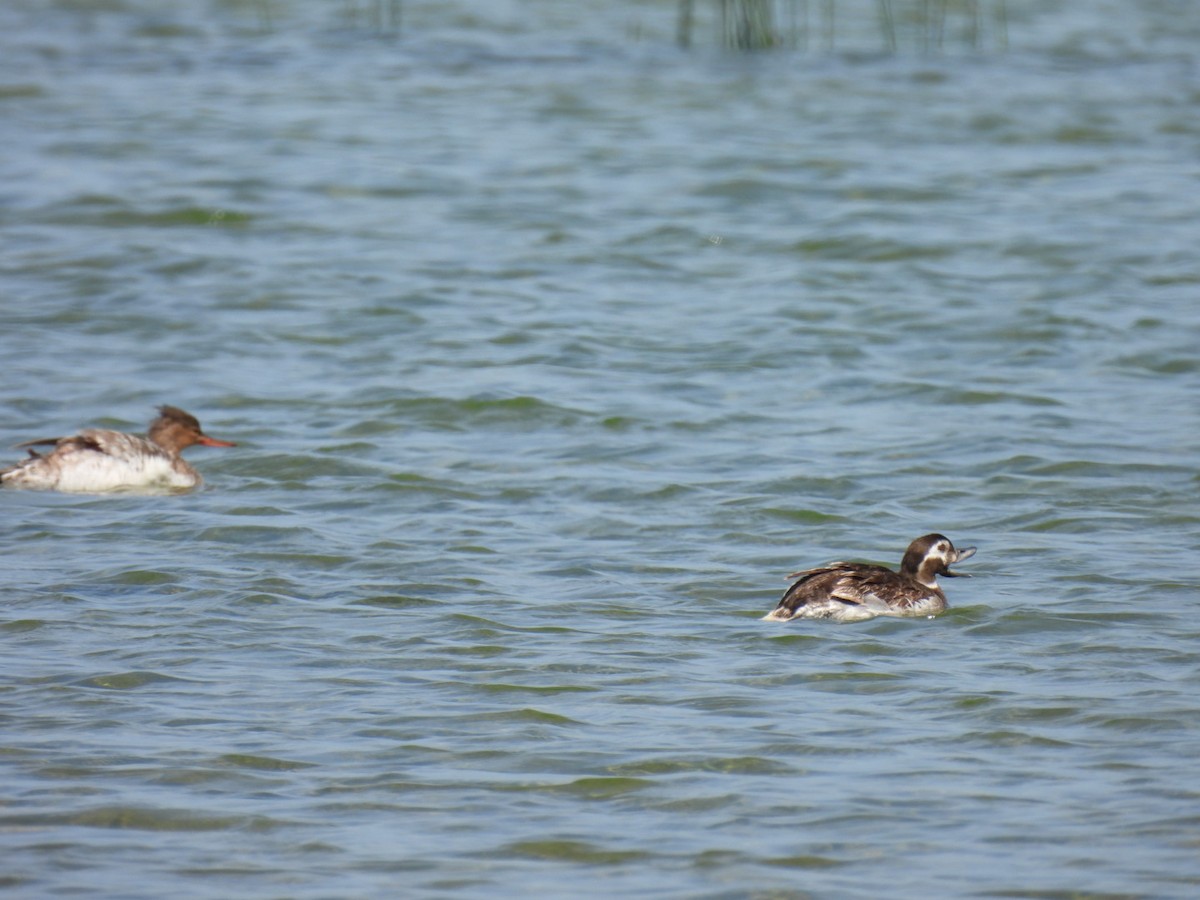 Long-tailed Duck - ML600700291