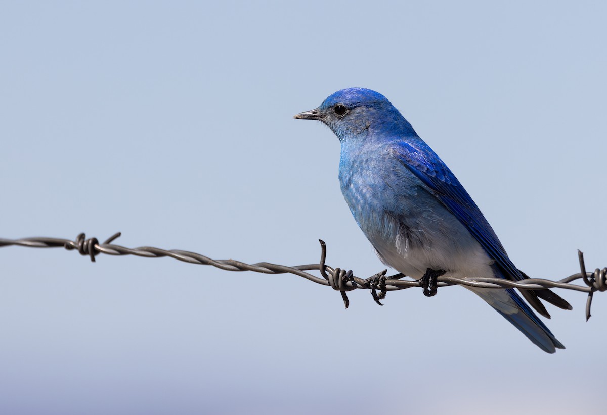 Mountain Bluebird - ML600700951