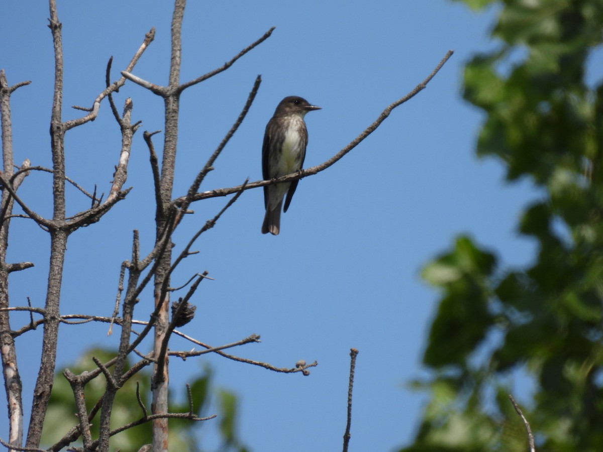 Olive-sided Flycatcher - ML600701041