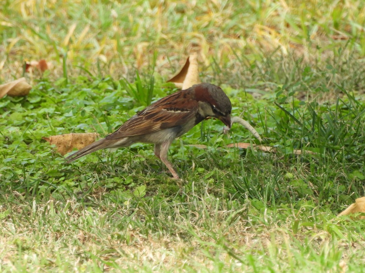 家麻雀 - ML600701541