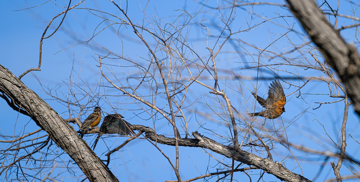 American Robin - ML600701921