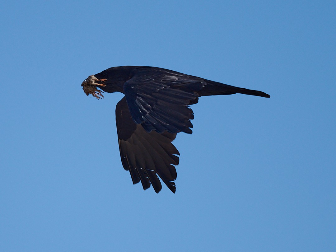Common Raven - Barry Elkind
