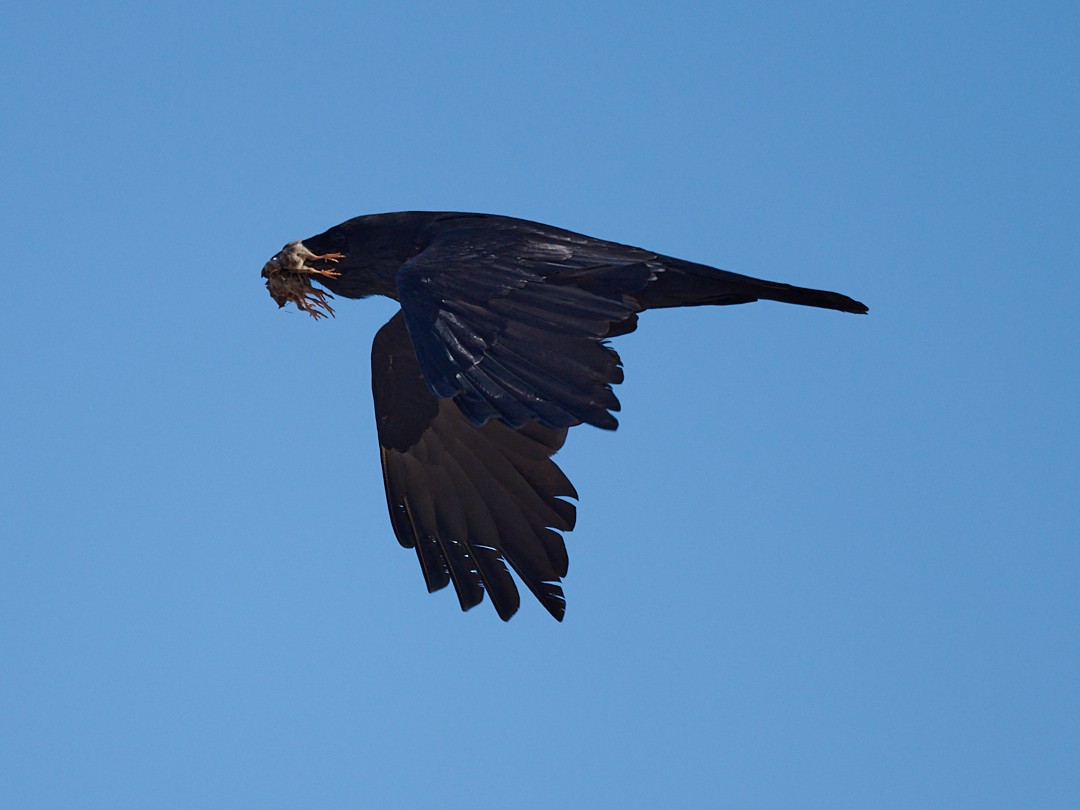 Common Raven - ML600702051