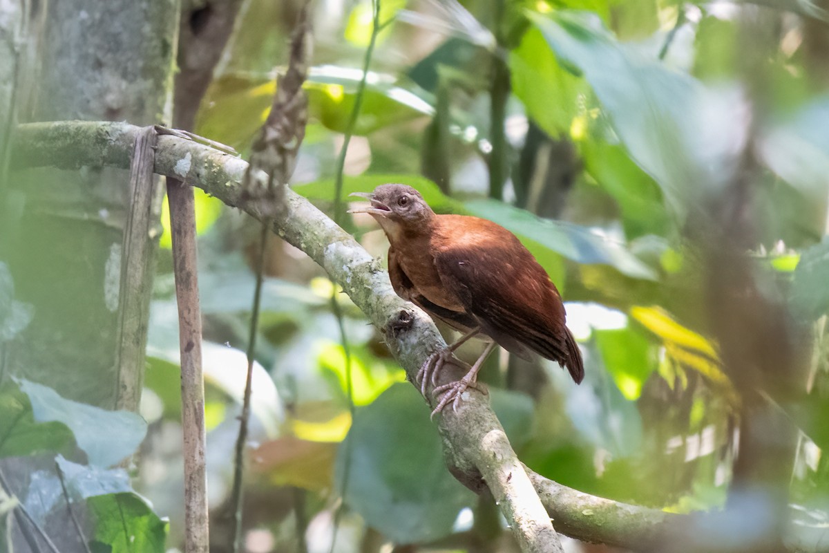 Pale-billed Hornero - ML600702111