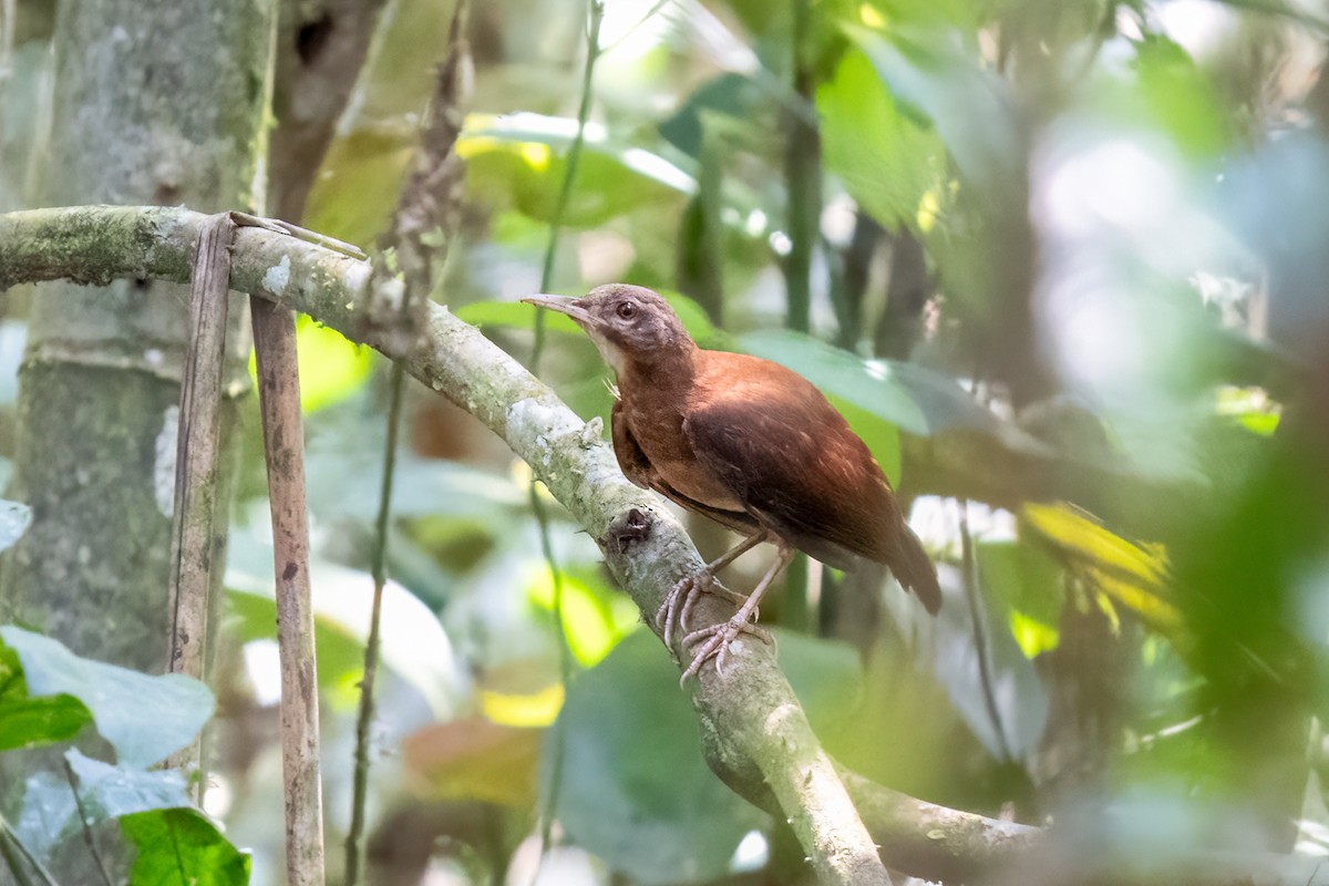 Pale-billed Hornero - ML600702121