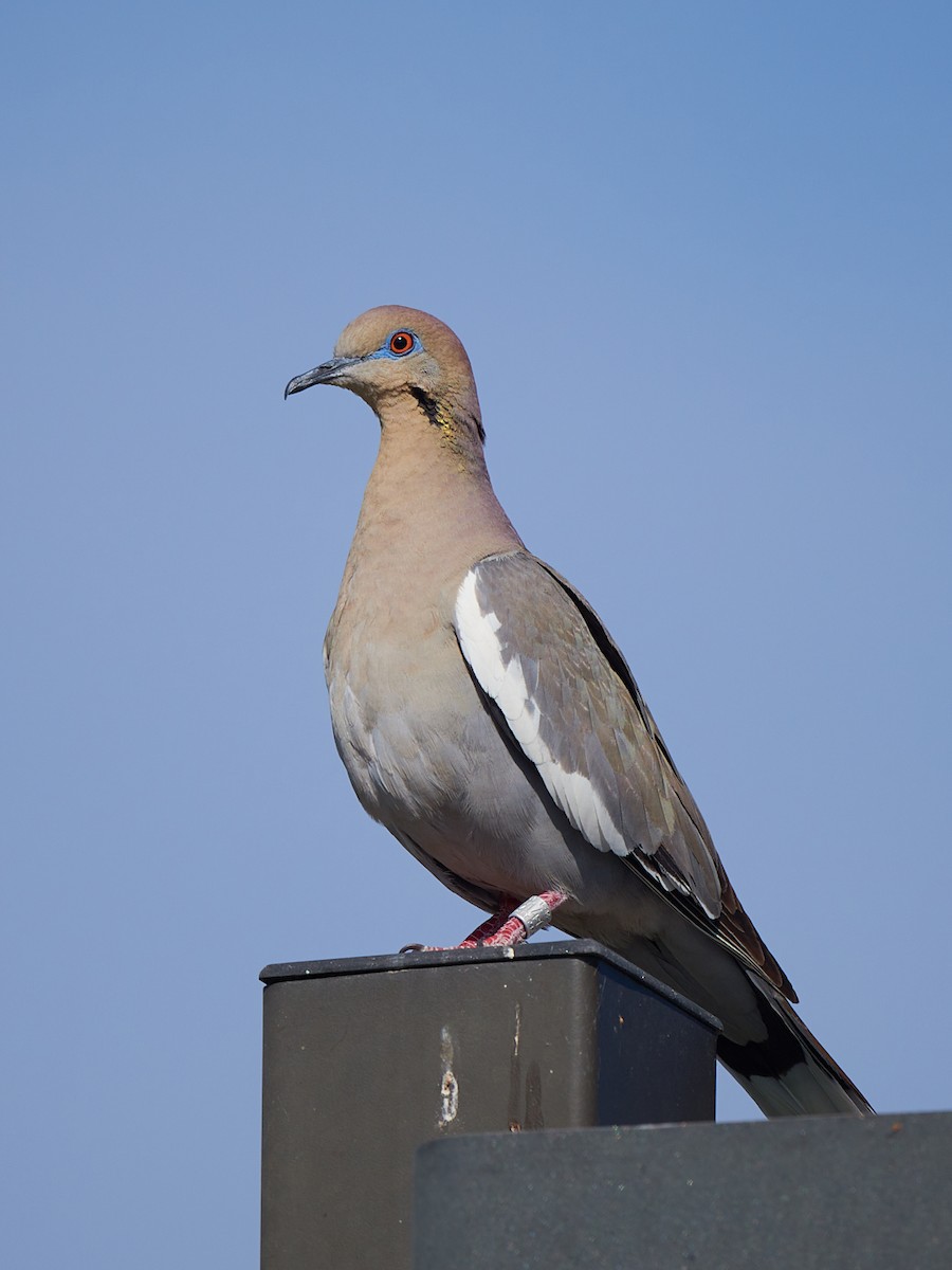 White-winged Dove - Barry Elkind