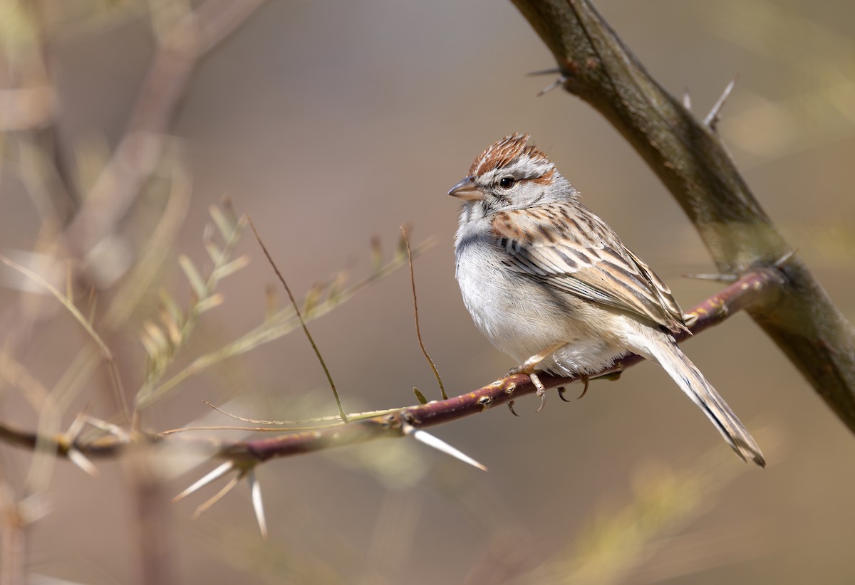 Rufous-winged Sparrow - ML600702901