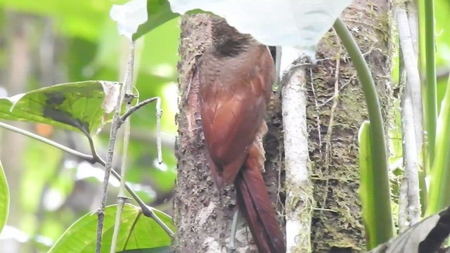 Northern Barred-Woodcreeper - ML600702971