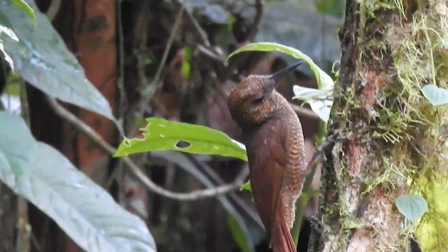 Northern Barred-Woodcreeper - ML600702981