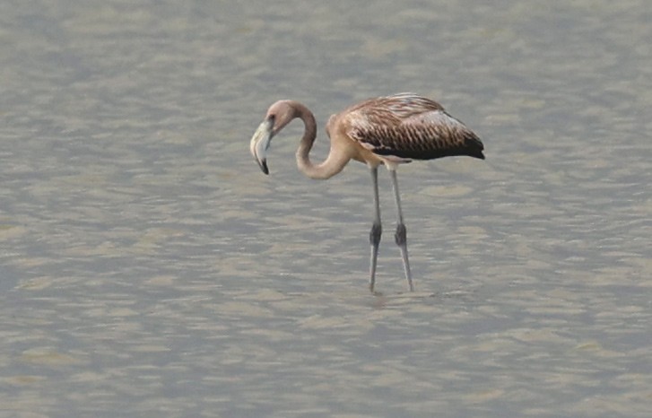 American Flamingo - ML600703061