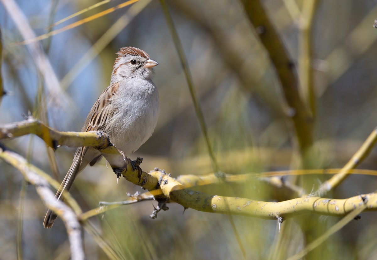 Rufous-winged Sparrow - ML600703111