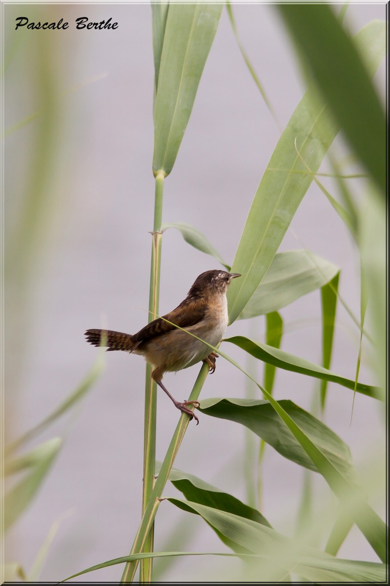 Marsh Wren - ML600703141