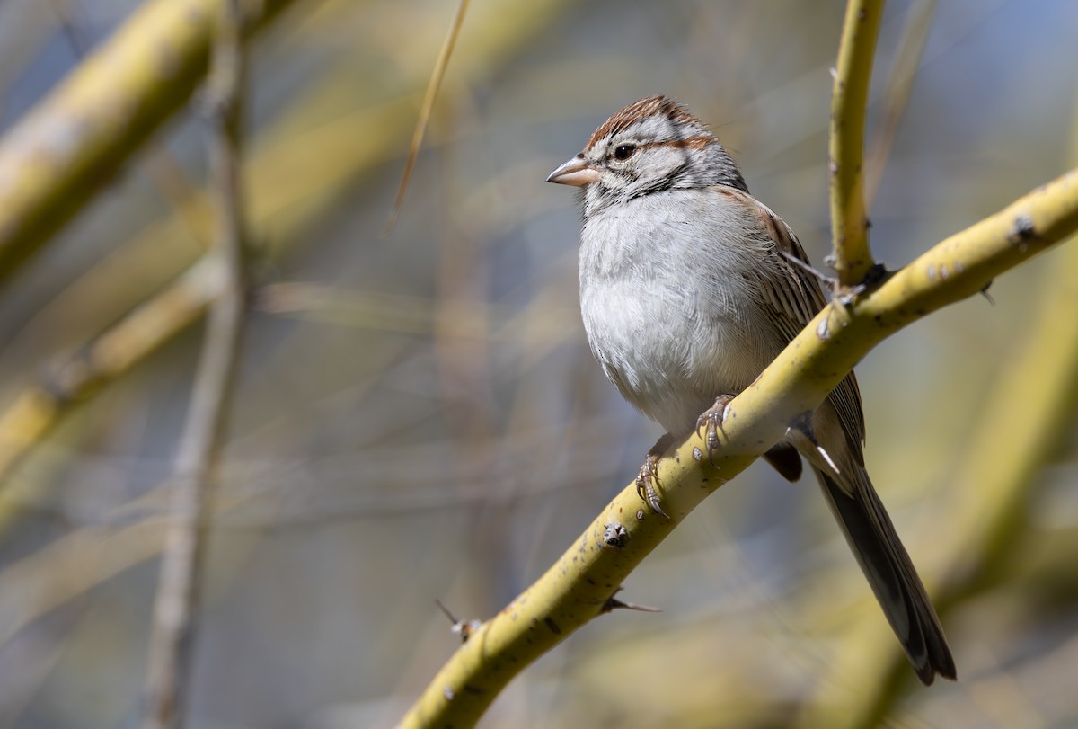 Rufous-winged Sparrow - ML600703151