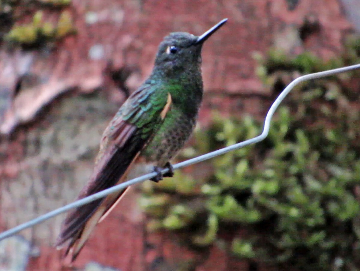 Colibrí Colihabano - ML600703451