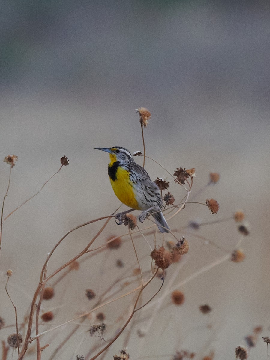 Western Meadowlark - ML600703491