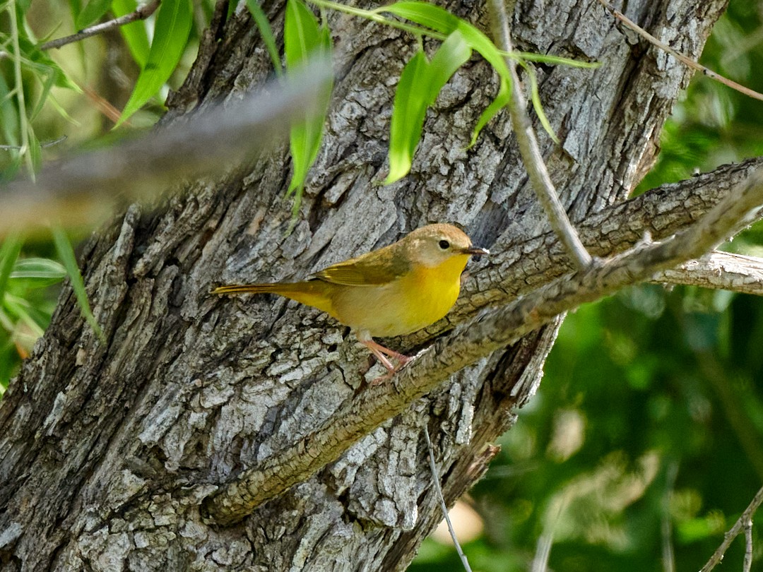 Common Yellowthroat - Barry Elkind