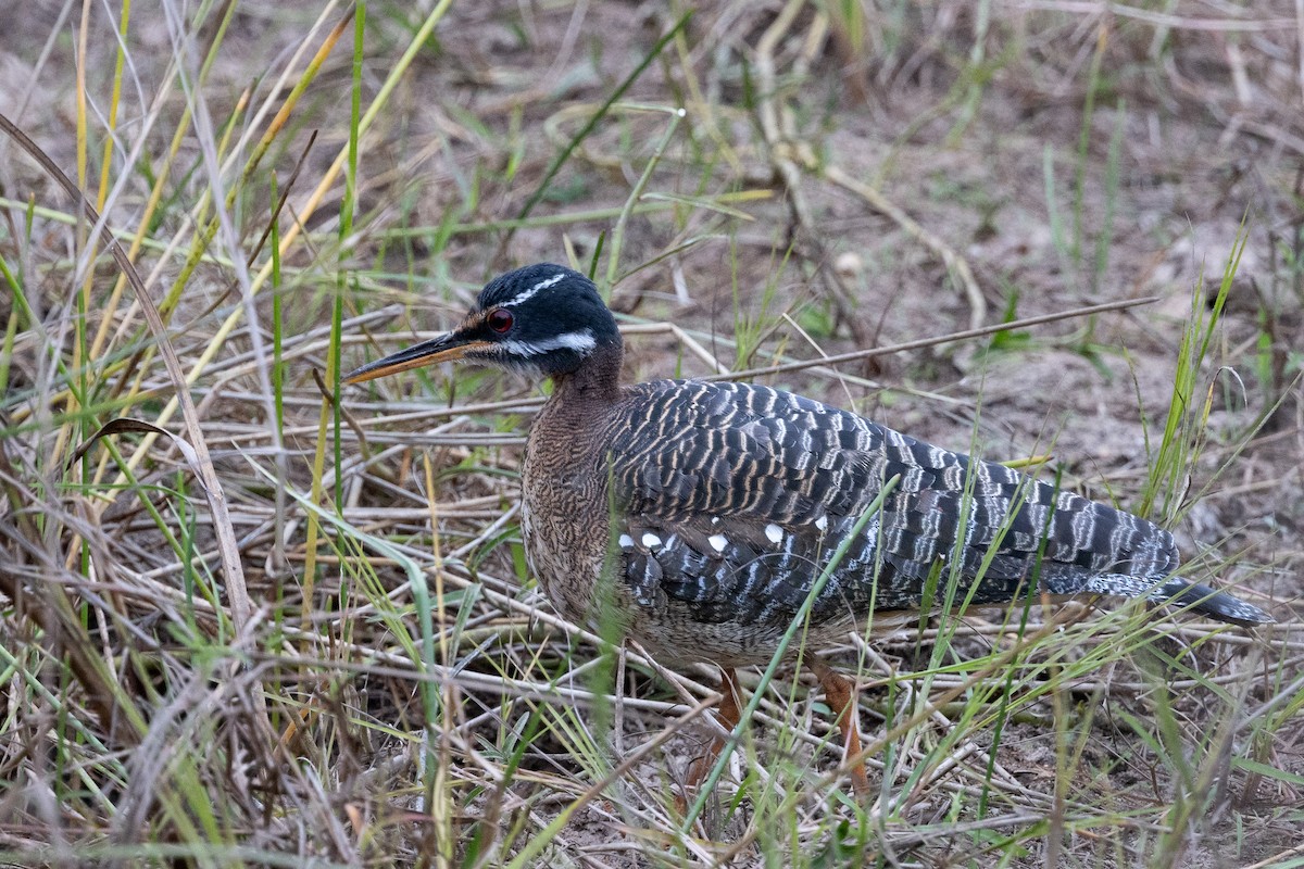 Sunbittern - ML600704441