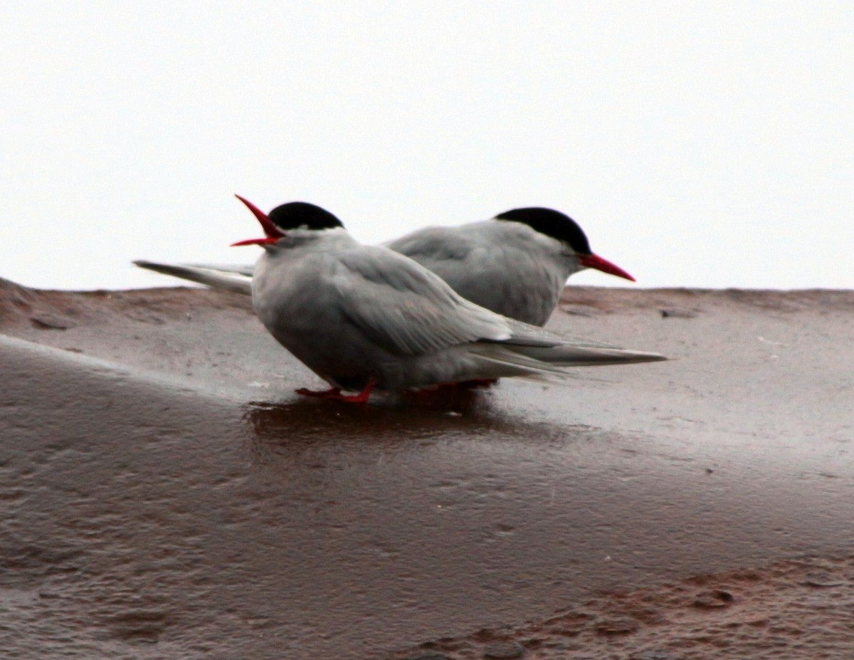 Antarctic Tern - ML600704951