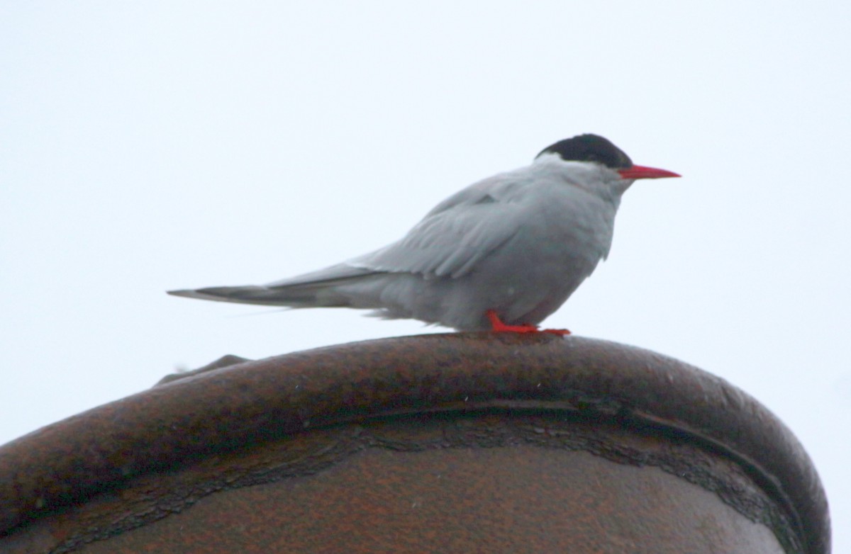 Antarctic Tern - ML600704971