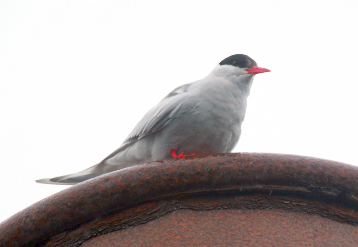 Antarctic Tern - ML600705011