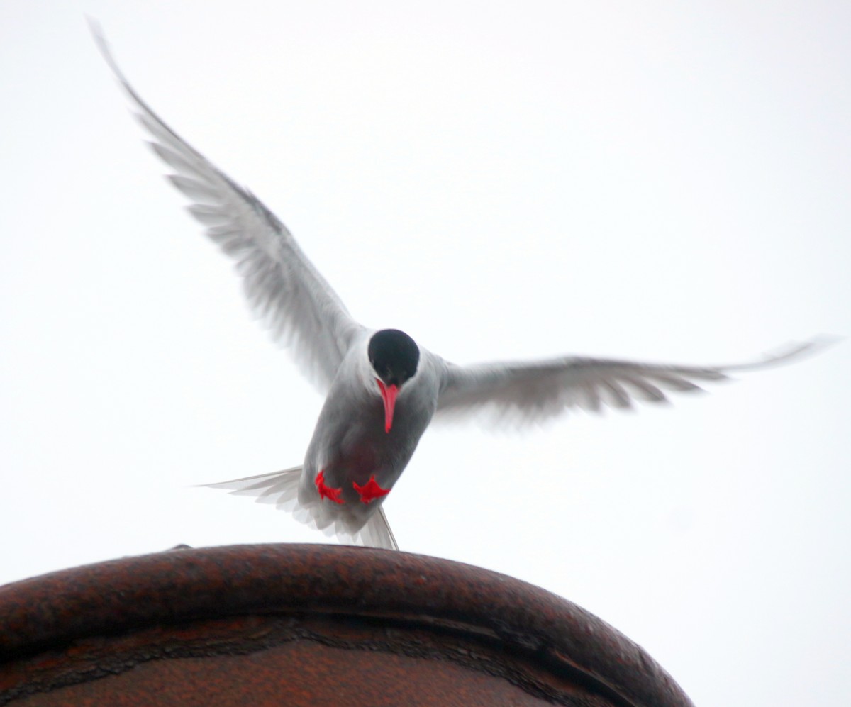 Antarctic Tern - ML600705021