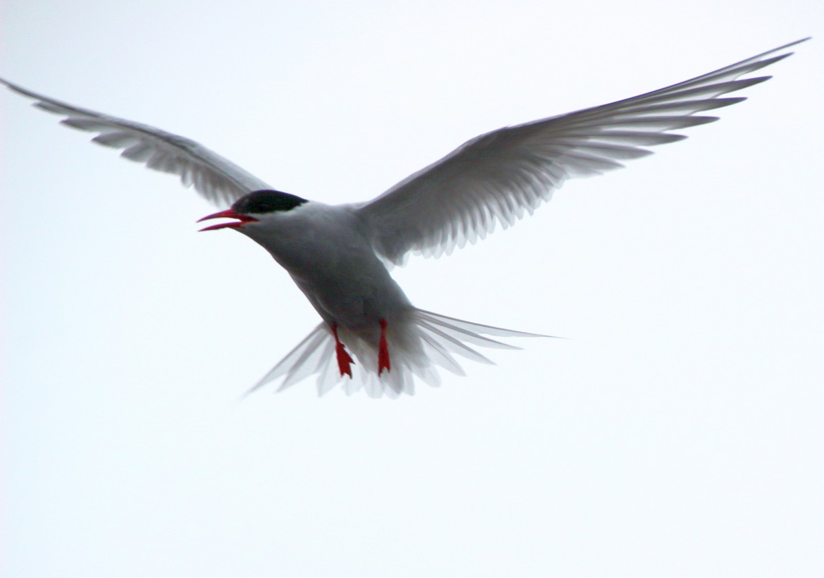 Antarctic Tern - ML600705031