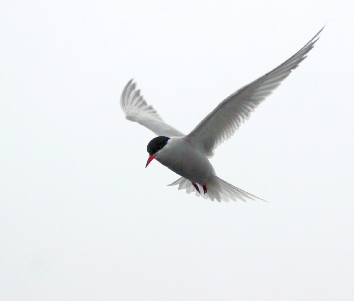 Antarctic Tern - ML600705101