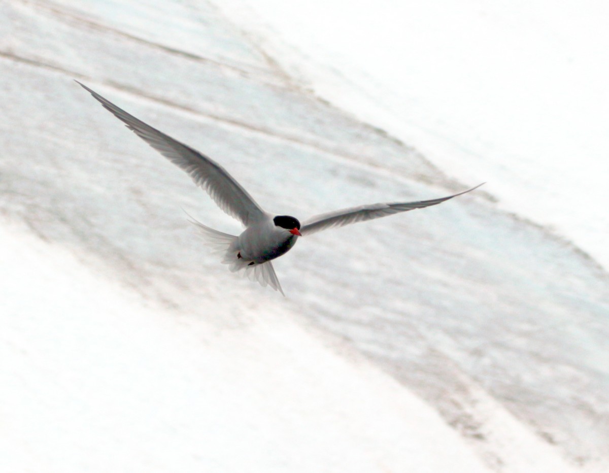 Antarctic Tern - ML600705111