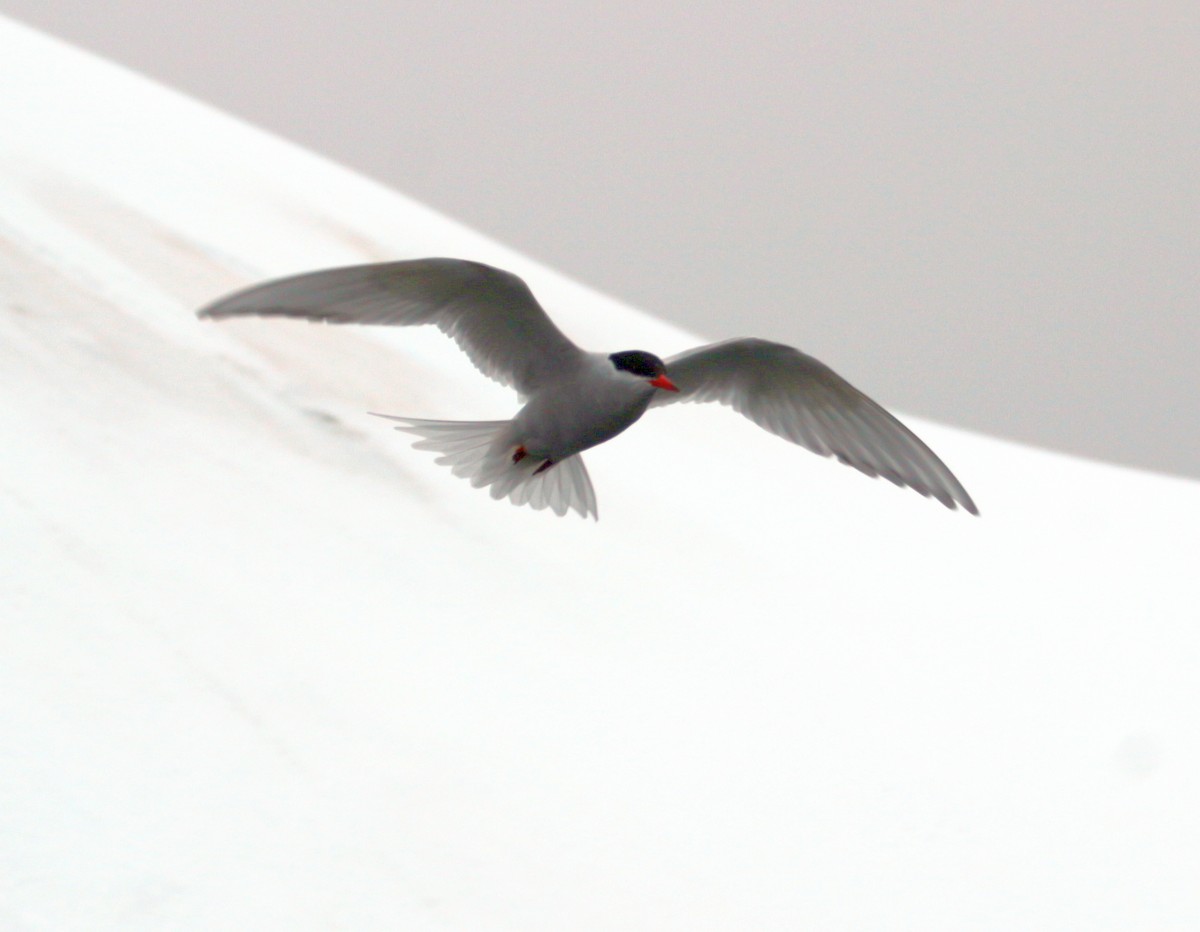 Antarctic Tern - ML600705121