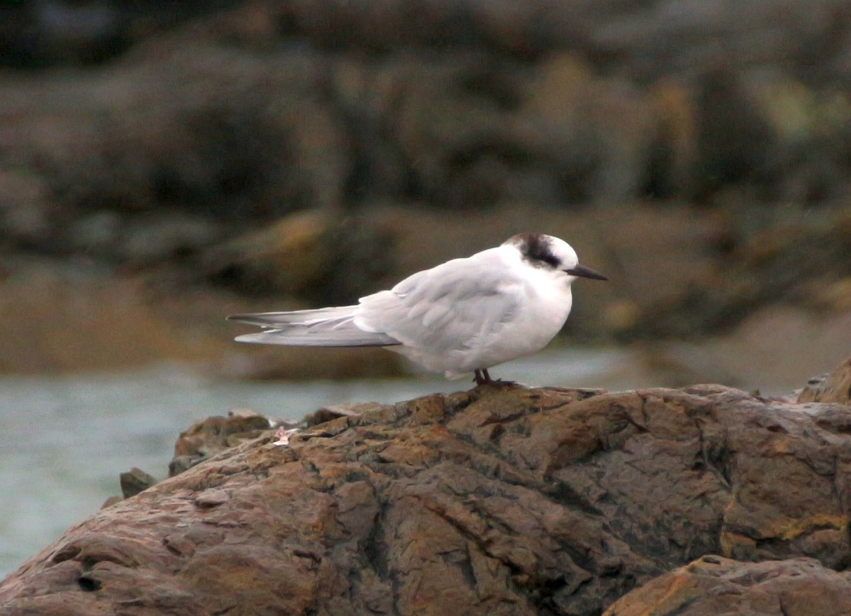 Antarctic Tern - ML600705151