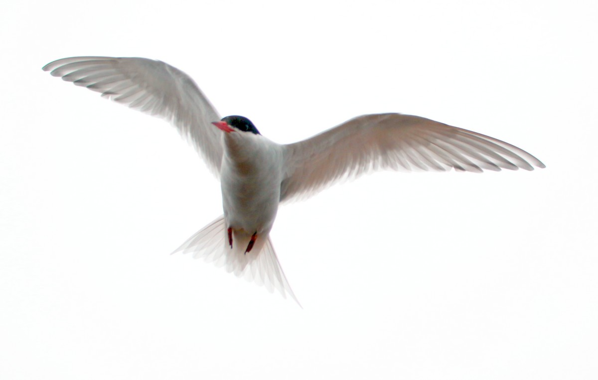 Antarctic Tern - ML600705161