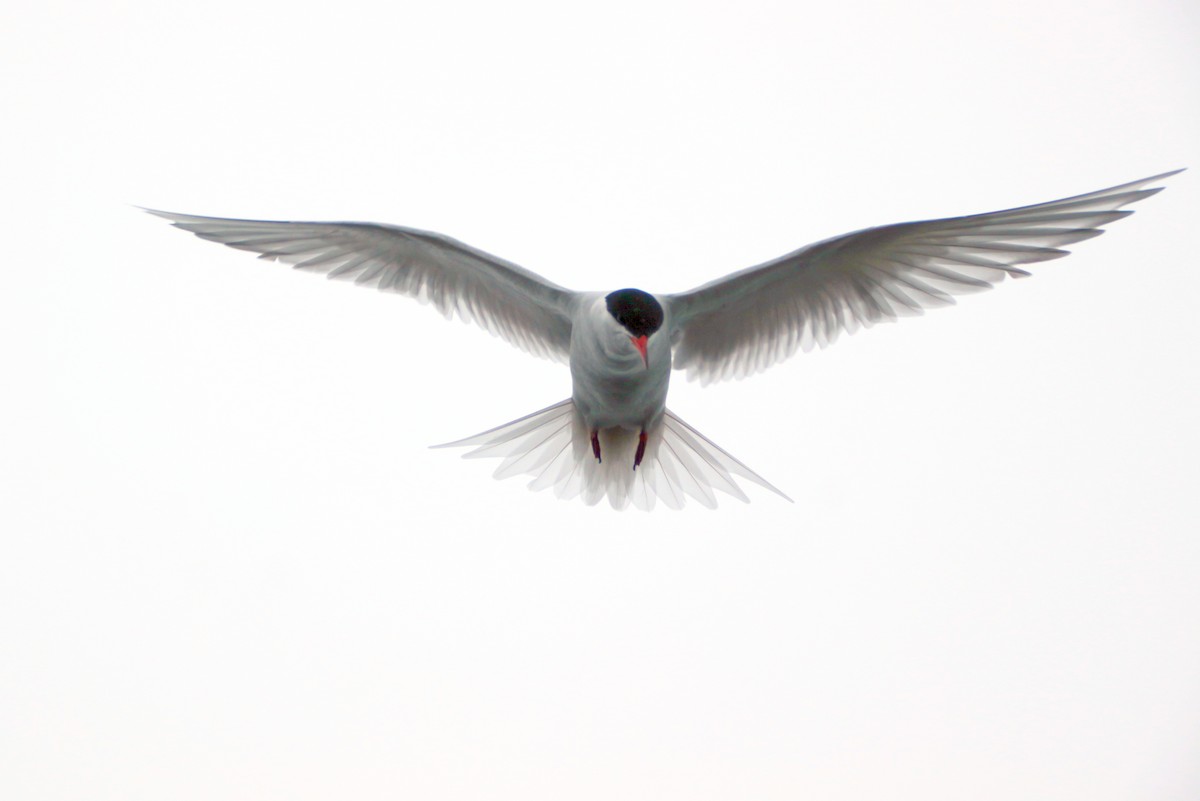 Antarctic Tern - ML600705171