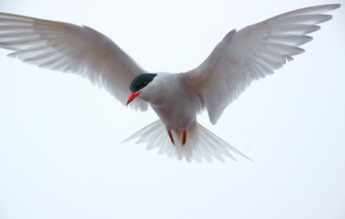 Antarctic Tern - ML600705181