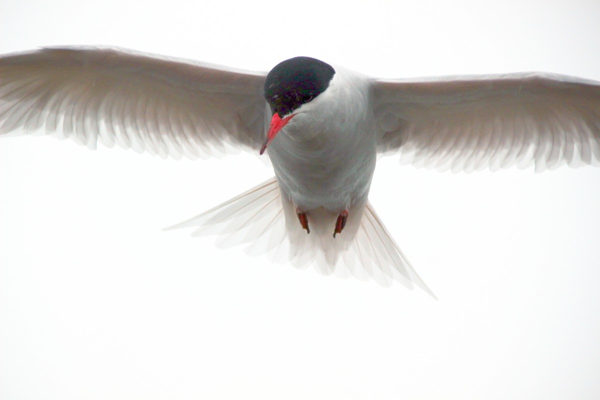 Antarctic Tern - ML600705211