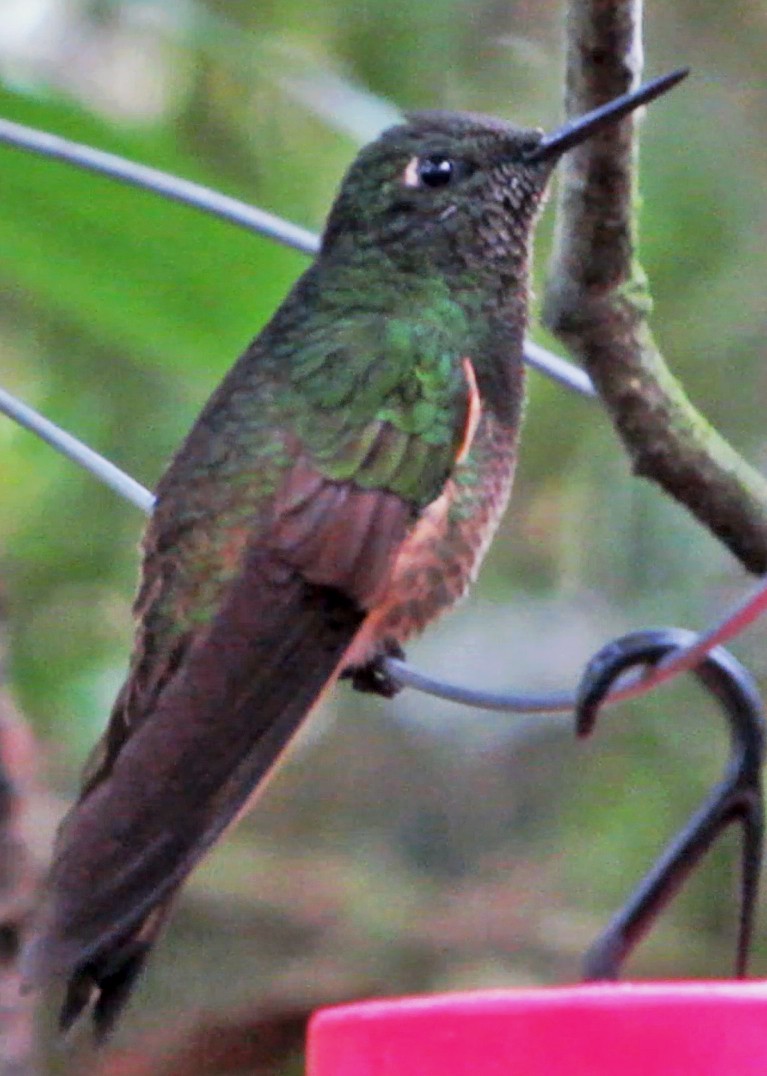 Buff-tailed Coronet - ML600705541