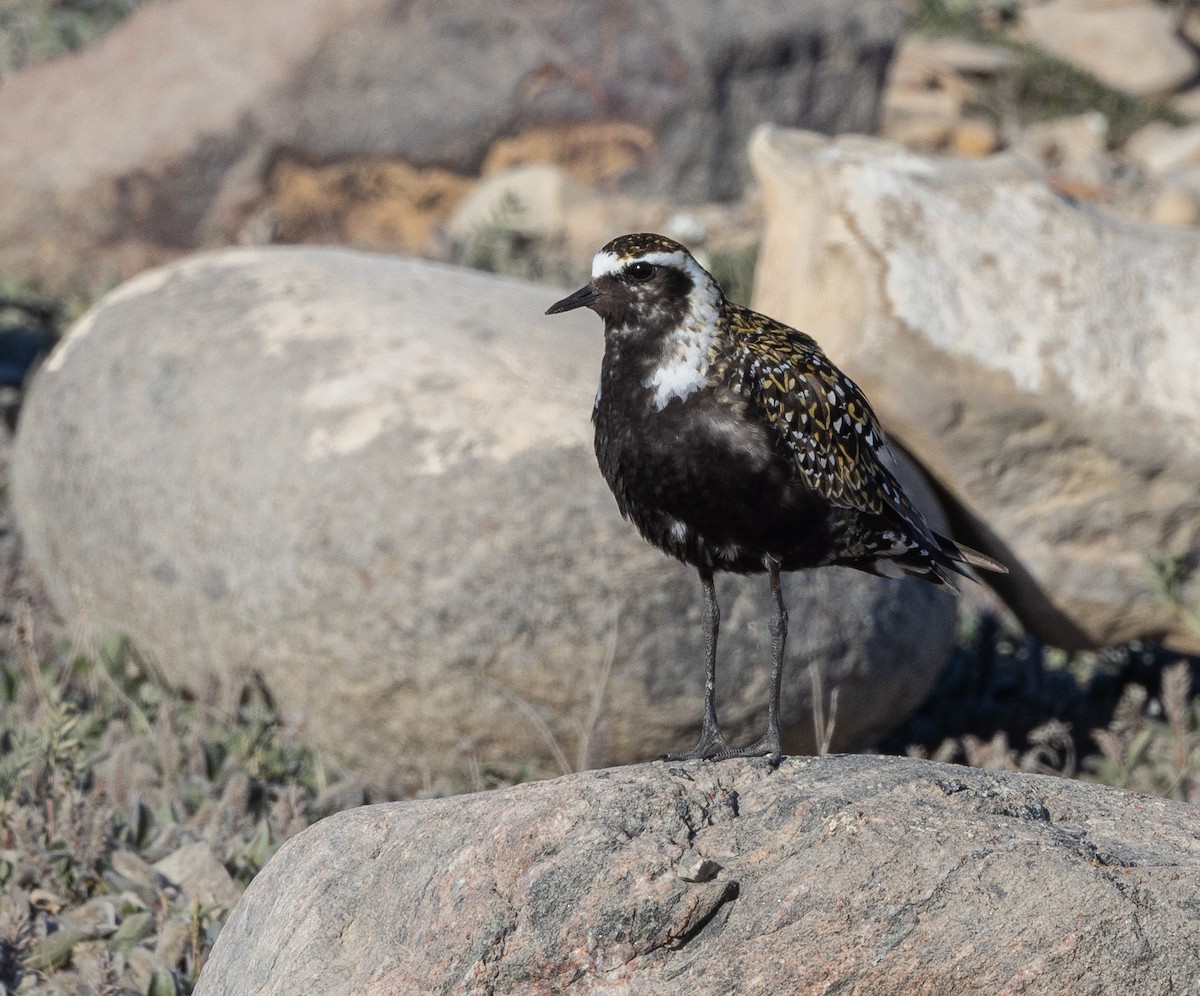 American Golden-Plover - ML600706111