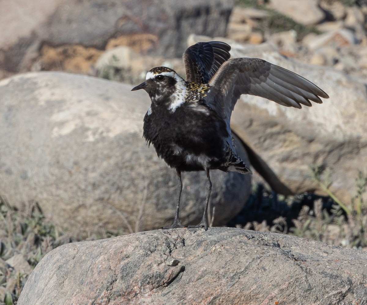 American Golden-Plover - ML600706131