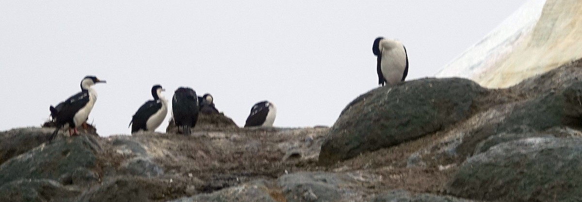 Imperial Cormorant (Antarctic) - ML600706251